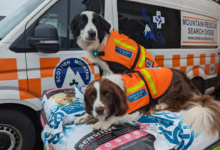 Mountain Rescue Dog: The Courage, Training, and Lifesaving Role of Canine Heroes 2 Mountain Rescue Dog