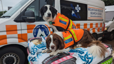 Mountain Rescue Dog