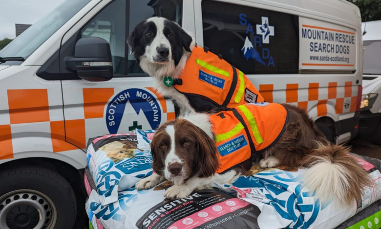 Mountain Rescue Dog